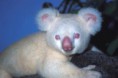 /album/animaux-albinos/koala-albinos2-jpg/